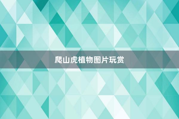 爬山虎植物图片玩赏